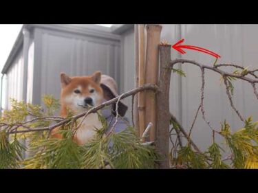 大雪で大変な庭にまさかの追い打ちが…