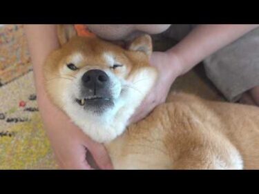 怖い思いをした柴犬、帰ってからずっとこうでした