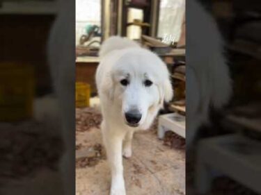 Lily リリー #greatpyrenees #todaysrunrun #グレートピレニーズ #今日のルンルン