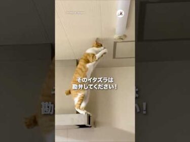 ご勘弁を💦｜PECO