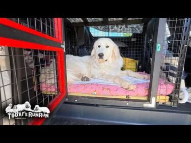ルンルン号がすっかり気に入りなかなか下りてこないリリーです　Great Pyrenees　グレートピレニーズ