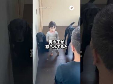 なぜか一緒に反省するワンコたち｜PECO