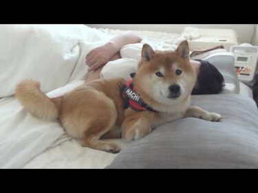 パパの異変を察した柴犬は、大好きな散歩を拒否しました。