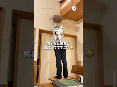 ニャン脚立になる｜PECO