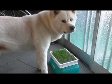 【秋田犬ゆうき】おうちでお腹が痛くなった時に食べるネコ草が伸びて来たので早速試食してみる【akita dog】