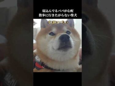 優しい柴犬はパパの異変に気付き散歩に行きたがらず… #癒し #犬のいる生活#shibainu