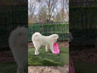 Lily リリー #greatpyrenees #todaysrunrun #グレートピレニーズ #今日のルンルン