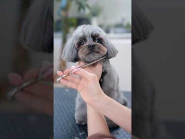 お耳を短くイメチェンしたら・・・✂️