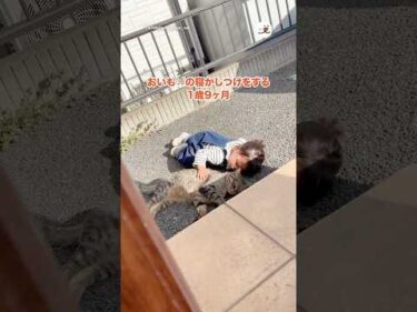 猫さんを寝かしつける1歳9ヶ月｜PECO