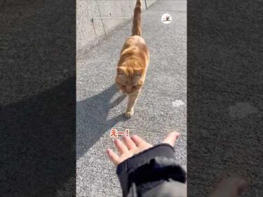 呼んだら来てくれた！｜PECO