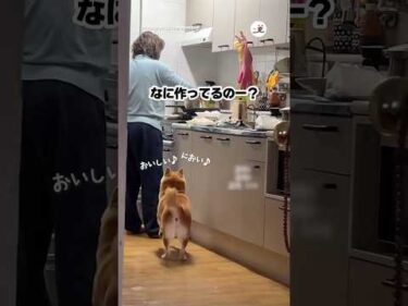 何作ってんの〜？｜PECO