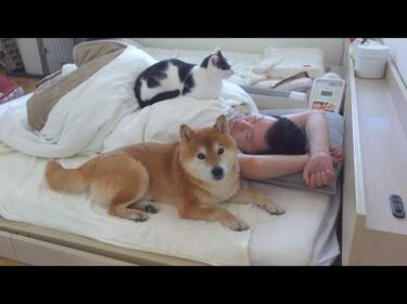 体調不良の飼い主を8年見続けると柴犬は、こうなる。