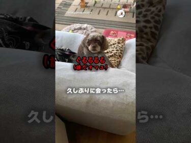 愛犬に一瞬忘れられました😅｜PECO