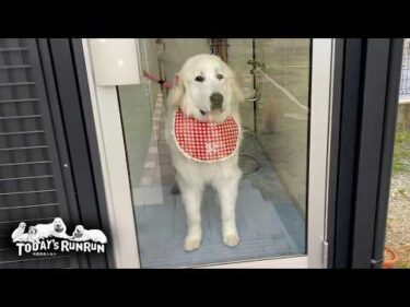 シャンプーで真っ白になりリボンとスタイでオシャレしたリリーです　Great Pyrenees　グレートピレニーズ