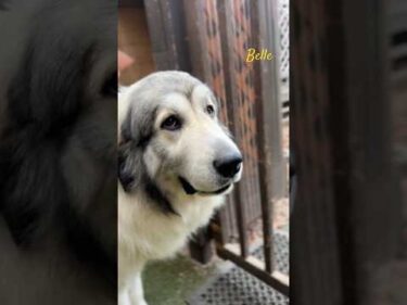 Belle ベル #greatpyrenees #todaysrunrun #グレートピレニーズ #今日のルンルン