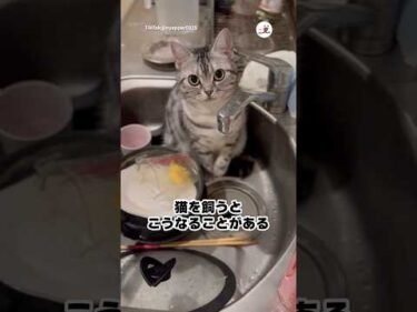 当たり前の顔でシンクを陣取る猫｜PECO