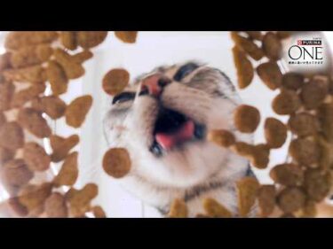 ＼たんぱく、たんぱく♪／猫ちゃんが夢中のヒミツ！ピュリナ ワン 高たんぱくシリーズ新登場