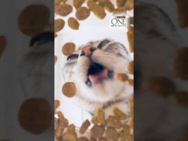 ＼たんぱく、たんぱく♪／ 😺猫ちゃんが夢中のヒミツ🤫