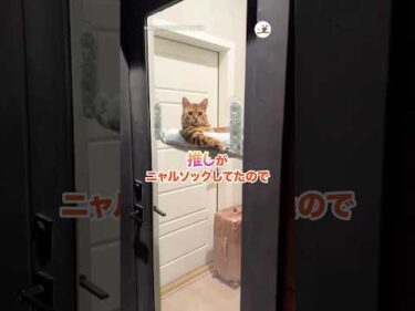 推しがニャルソックしてた｜PECO