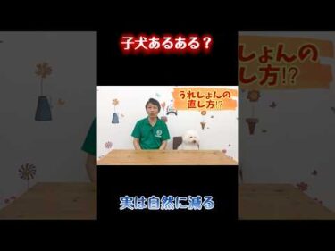 子犬のうれしょん、実はよくあること