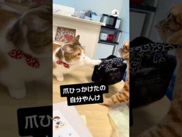 自分で引っかけてブチギレてる｜PECO