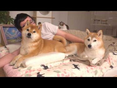 お泊まりに来た柴犬、早朝にまさかの出来事が。