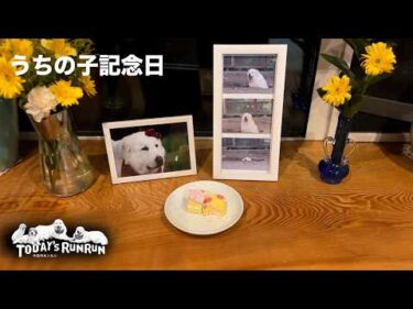 【うちの子記念日】ルンルンの記念日をケーキでお祝いしたアランとベルとリリーです　Great Pyrenees　グレートピレニーズ