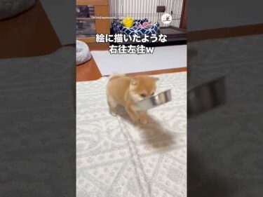 絵に描いたような右往左往w｜PECO