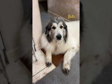 Belle ベル #greatpyrenees #todaysrunrun #グレートピレニーズ #今日のルンルン