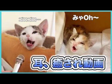 【超至近距離】耳が癒されるASMR厳選週👂️💕｜PECO