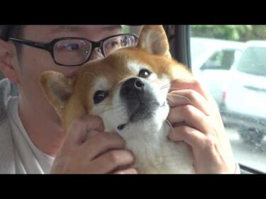 柴犬はもう我慢の限界です。
