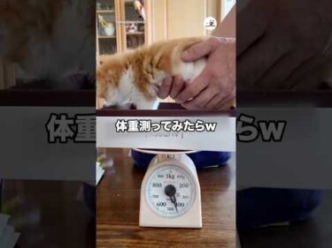 体重測ってみたらw｜PECO