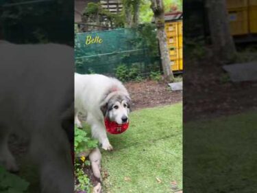 Belle ベル #greatpyrenees #todaysrunrun #グレートピレニーズ #今日のルンルン