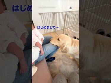 はじめは戸惑っていた愛犬が…｜PECO