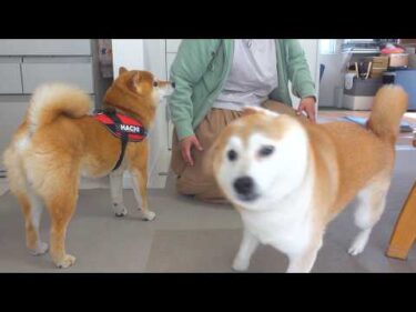 久々に再会した実家の柴犬、色々と凄すぎた。。