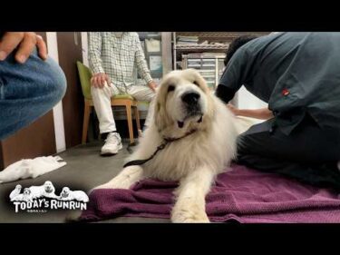 月に1回のどんぐり病院で日々の疲れをほぐしてもらったアランです　Great Pyrenees　グレートピレニーズ