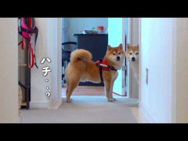 柴犬、実家で拒否犬になった1時間後…大変な事態に。。