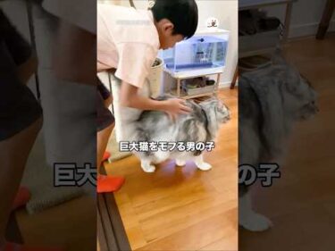 学校に行く前に巨大猫をモフる男の子｜PECO