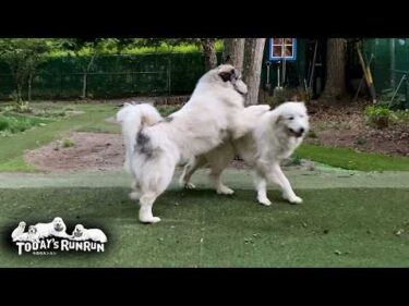 やはりアランの娘…優しさ優先でいまいち指導が甘いベルです　Great Pyrenees　グレートピレニーズ
