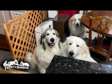 オヤツをくれない息子（格下）にイライラするアランとベルとリリーです　Great Pyrenees　グレートピレニーズ