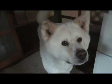 【秋田犬ゆうき】朝のお散歩はまだ眠くて少しゆっくりしたいけど延々と圧を掛けられるので出来ない【akita dog】