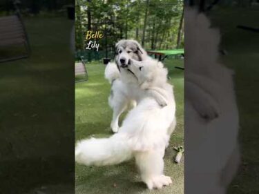 Belle Lily #greatpyrenees #todaysrunrun #グレートピレニーズ #今日のルンルン