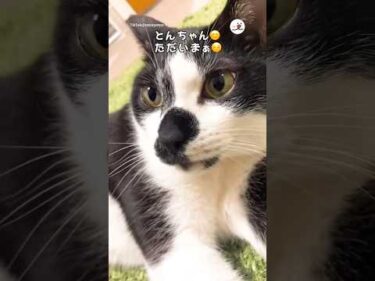 変なテンションの飼い主と満更でもない猫｜PECO