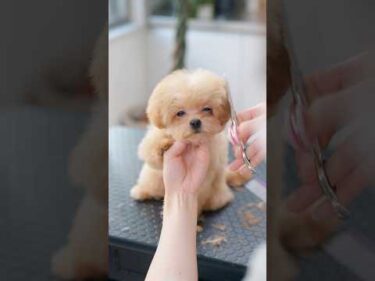 可愛すぎる！小さなマルプーの子犬が初カットしたら・・・