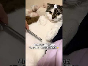 猫用ブラシは嫌なのに…｜PECO