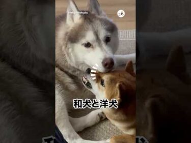 文句を言いながらも受け入れる｜PECO