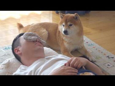 柴犬はパパの異変に気づいた後、様子がおかしくなりました。