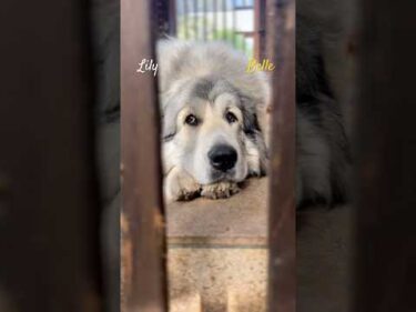 Belle Lily #greatpyrenees #todaysrunrun #グレートピレニーズ #今日のルンルン