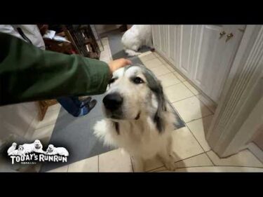 ひとり残って息子（格下）まで出迎える慈悲深いベルです　Great Pyrenees　グレートピレニーズ