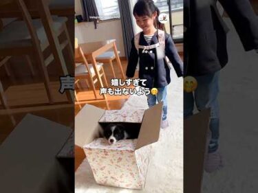 憧れのボーダーコリーに戸惑う女の子｜PECO